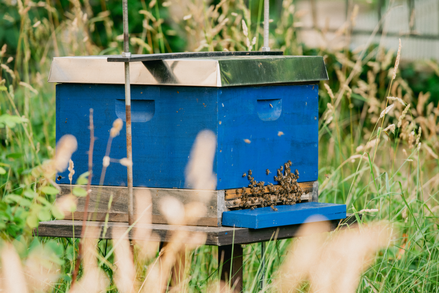 une ruche d'abeilles